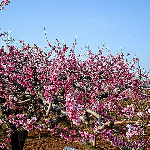 万亩桃花映天红