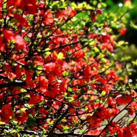 贴梗海棠——诗配图