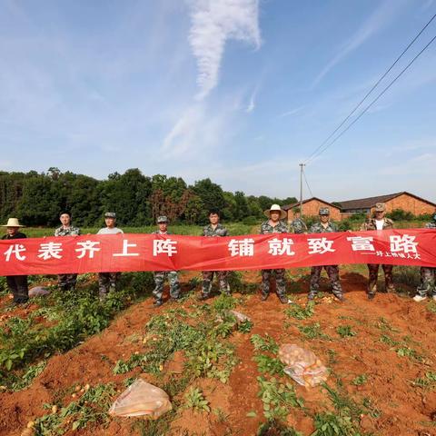 土豆喜丰收，代表助农忙