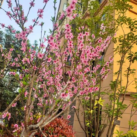 锦城花香里🌸营山源联物业第一季度工作简报
