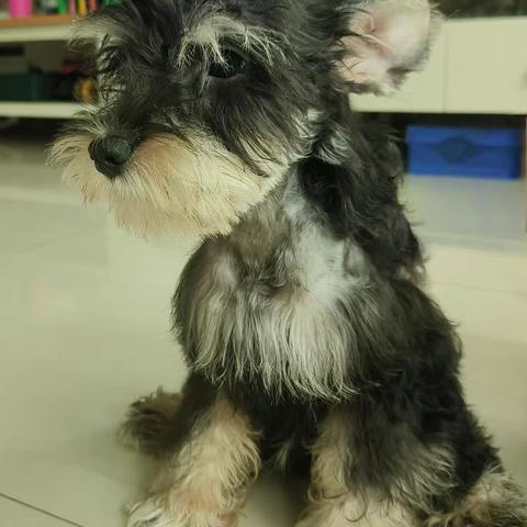我的狗狗七喜——许妙菱