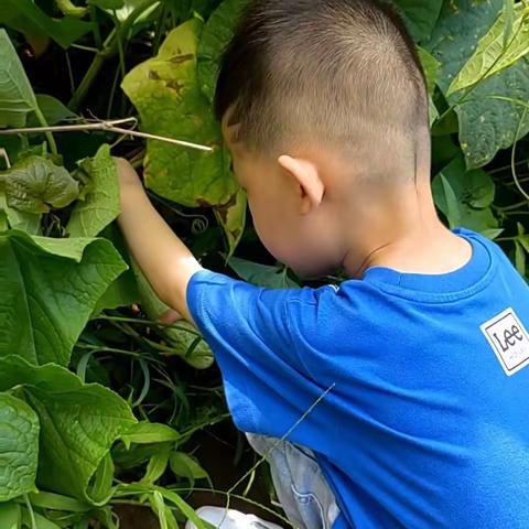 兴华小学附属幼儿园——食谱   第十九周