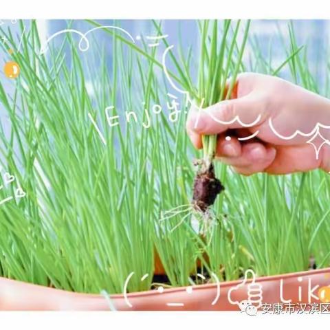 【一小·科创】享种植之趣   品劳动之乐——一年级寒假种植作业活动报道