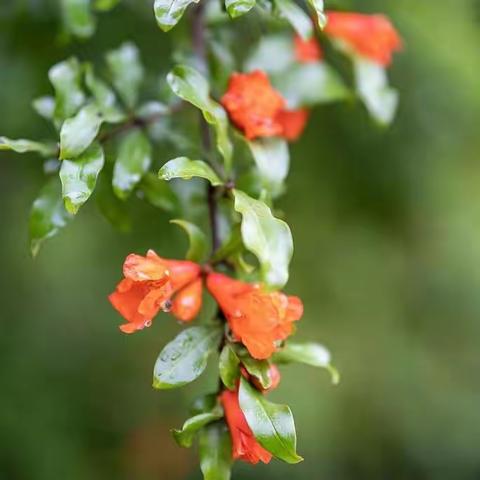 【孟锦熙】通榆县实验小学四年级三班。今天是农历五月初五，我们迎来端午佳节，祝大家端午安康！