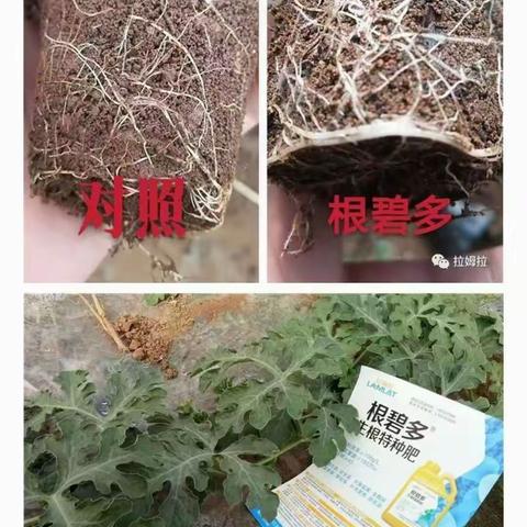 拉姆拉生根防病在各种作物上优秀表现