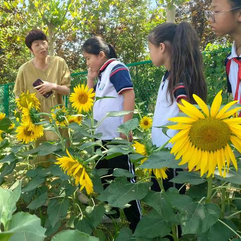 全环境立德树人】花儿朵朵向阳开 明德校园邀你来—杨柳雪镇明德小学生产劳动主题《向日葵的一生》