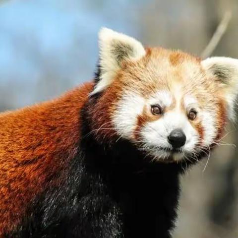 ［附中学子这样完成生物作业］忻州师范学院附属外国语中学初361班樊柯蕊