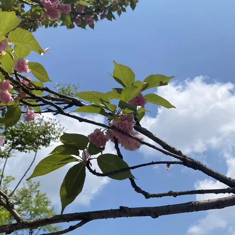 春暖🌸花开,樱花烂漫 🌸        ——紫金幼儿园春游活动🌷