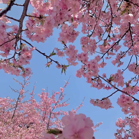 春暖🌸花开,樱花烂漫 🌸        ——紫金幼儿园春游活动🌷