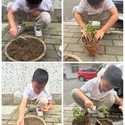 徐泽锐的阳台小菜园