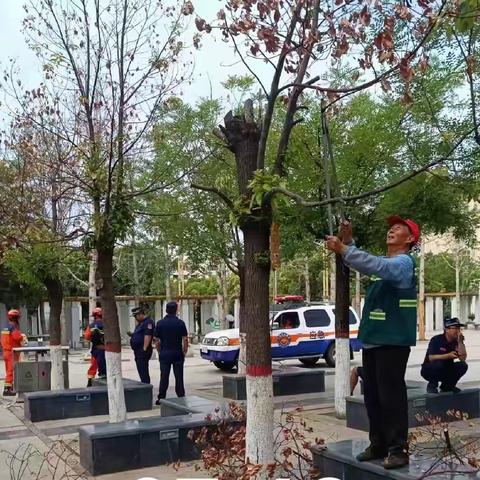 义马市城市管理局城区公园树木修复和复壮 保市民出行安全