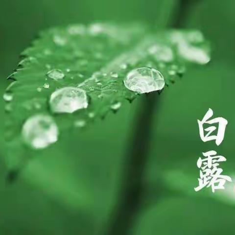 清风满白露 一切接美好——小牛津东部风景幼儿园二十四节气之“白露”系列活动