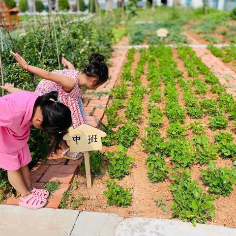 乐享丰收，好事“花生”——城关镇中心幼儿园花生采摘活动