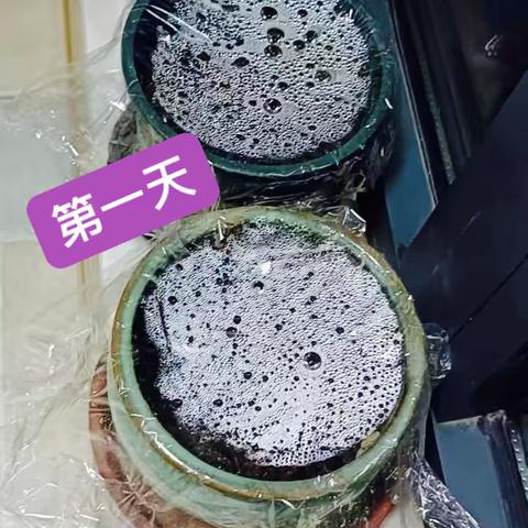 凤仙花的成长记录-马戈弋