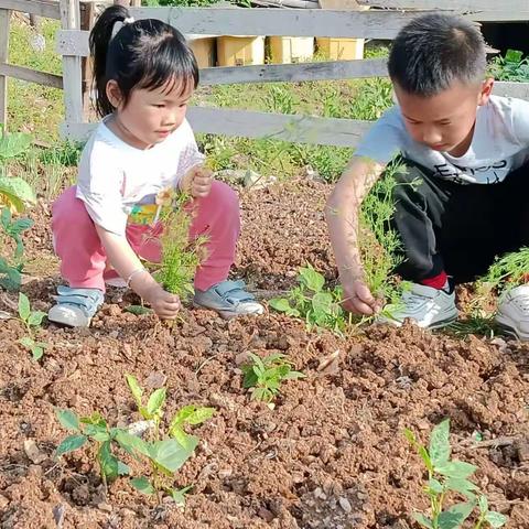 娄底一小202101班实践活动篇——五一劳动节，我们在行动