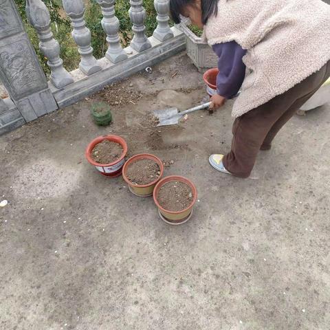 种植一种植物～多肉