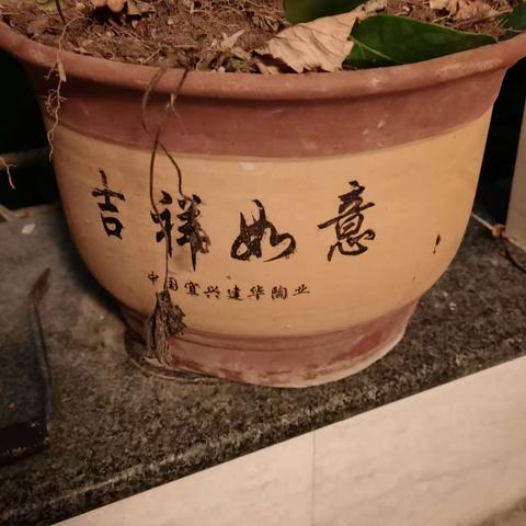 种植茉莉花