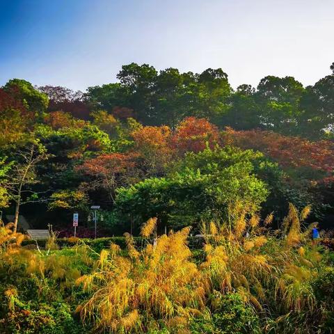 撷一路金韵共踏秋色 染一程芳华同奔未来 ——司马光中学九年级“青春健步，爱我家国”秋游活动纪实