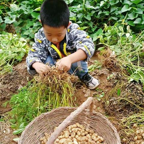 【课程故事】--“剥豆豆”主题活动