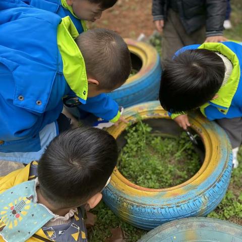 “虫！虫！虫！”——鹰潭市第三幼儿园小一班生成课程