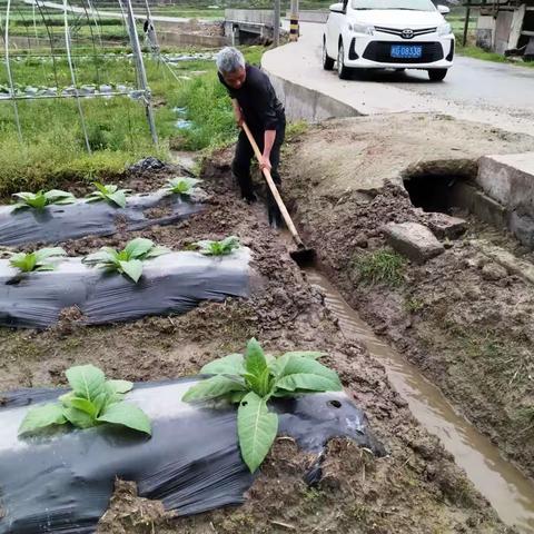 关于做好烟田汛期防涝的 倡导书