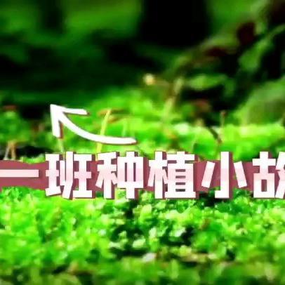 中一班“种植小故事”