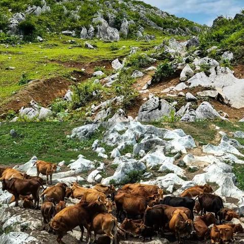 北阳山喀斯特地貌石林奇石赏