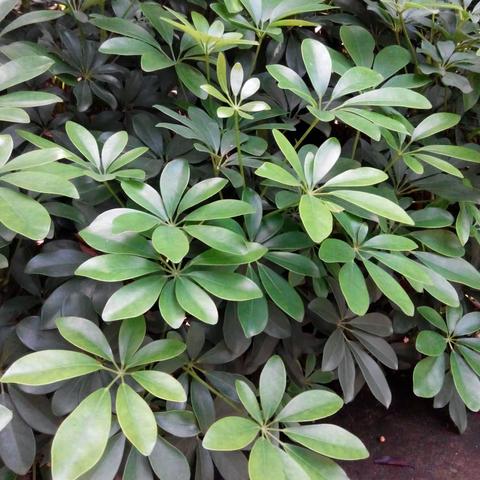 【附中学子这样过暑假】植物名片——忻州师范学院附属中学2022级10班王舒杋2023暑期实践活动成果