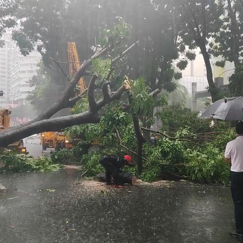 龙华区园林局联合区应急局约谈国贸路人行道改造损坏行道树相关单位