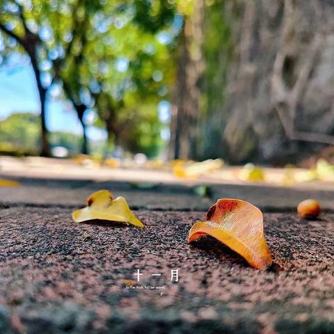 包头恒大天玺物业服务中心11月工作简报