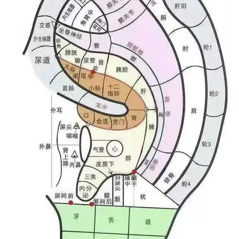 唤醒身体自愈力，让健康从“耳”开始