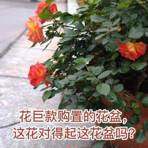 随手拍摄我家的小花