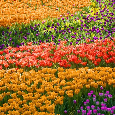 『由远及近写一种植物』优秀片段  SPRING～