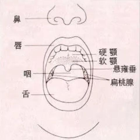 头颈部肿瘤的放射治疗~硬腭癌