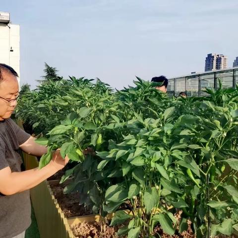 纪检小菜园之-----椒  之  困