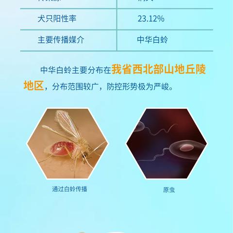 【宜阳县上观乡卫生院】养犬有方，远离黑热病