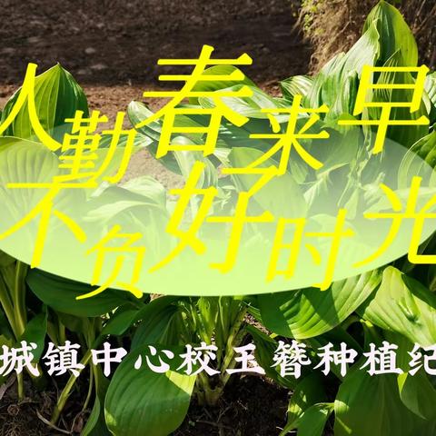 人勤春来早    不负好时光——山城镇中心校劳动实践基地玉簪种植纪实