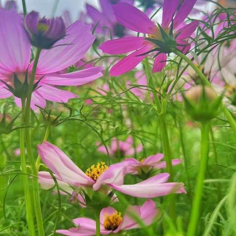 一路前行    感谢有你    ——致中山小学第五届全员运动会幕后工作者