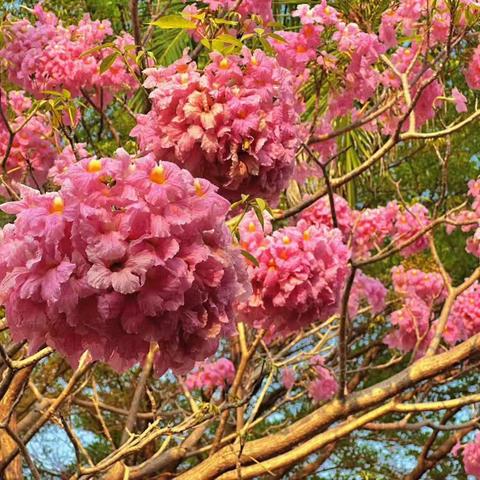 梦想在这里启航——2024年中山小学六年级毕业典礼