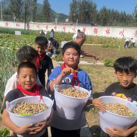 劳动教育正当时——收花生（官场中心小学五年级）