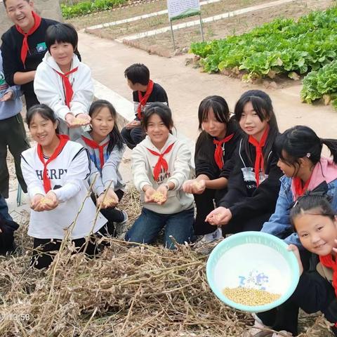 劳动教育正当时——收黄豆（官场中心小学六年级）