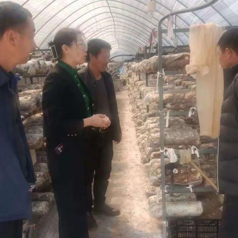 参观学习食用菌种植经验 助推产业发展