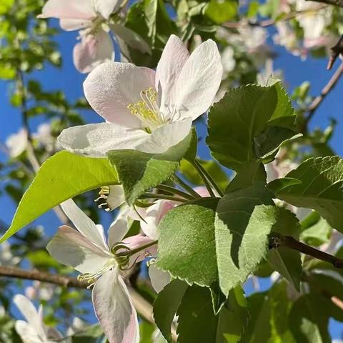 🌸“相约六月，遇见美好”🌸乐亭一幼华苑分园大班六月总结来啦