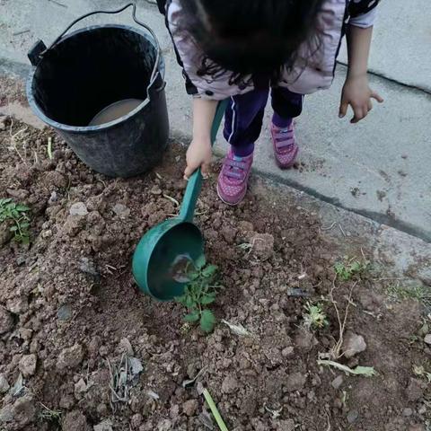 我与植物一起成长