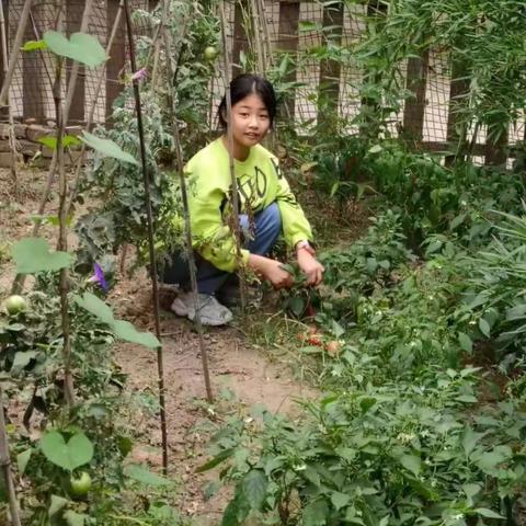 “庆丰收促和美”—平潭街小学劳动实践活动