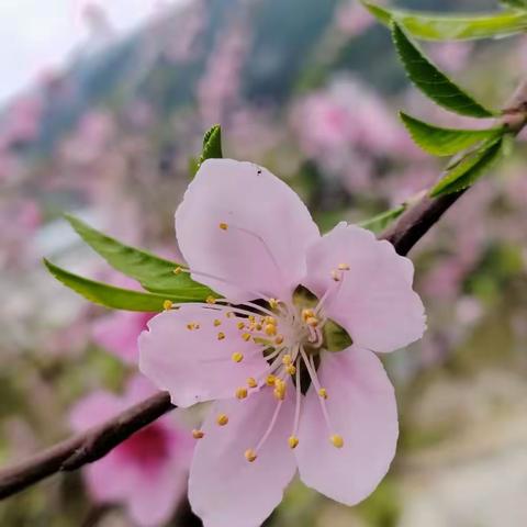 花开的季节