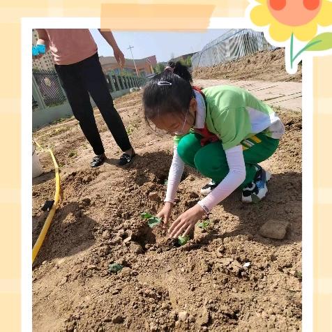 劳动实践 快乐成长——薛家湾第八小学四（2）班劳动实践活动