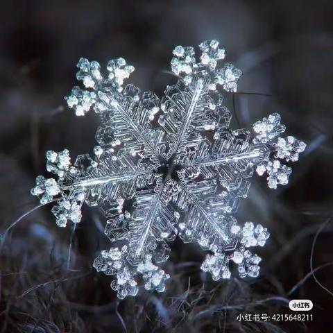 蒲公英三班    山野淘淘-----《雪》