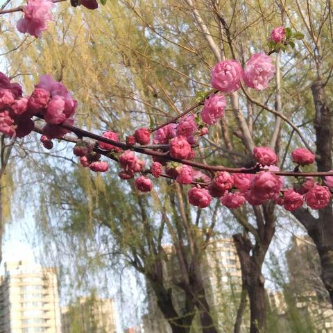 鸟语花香踏青趣