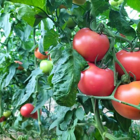 榆山街道刘官庄村：乡村振兴别样红 番茄种出致富路